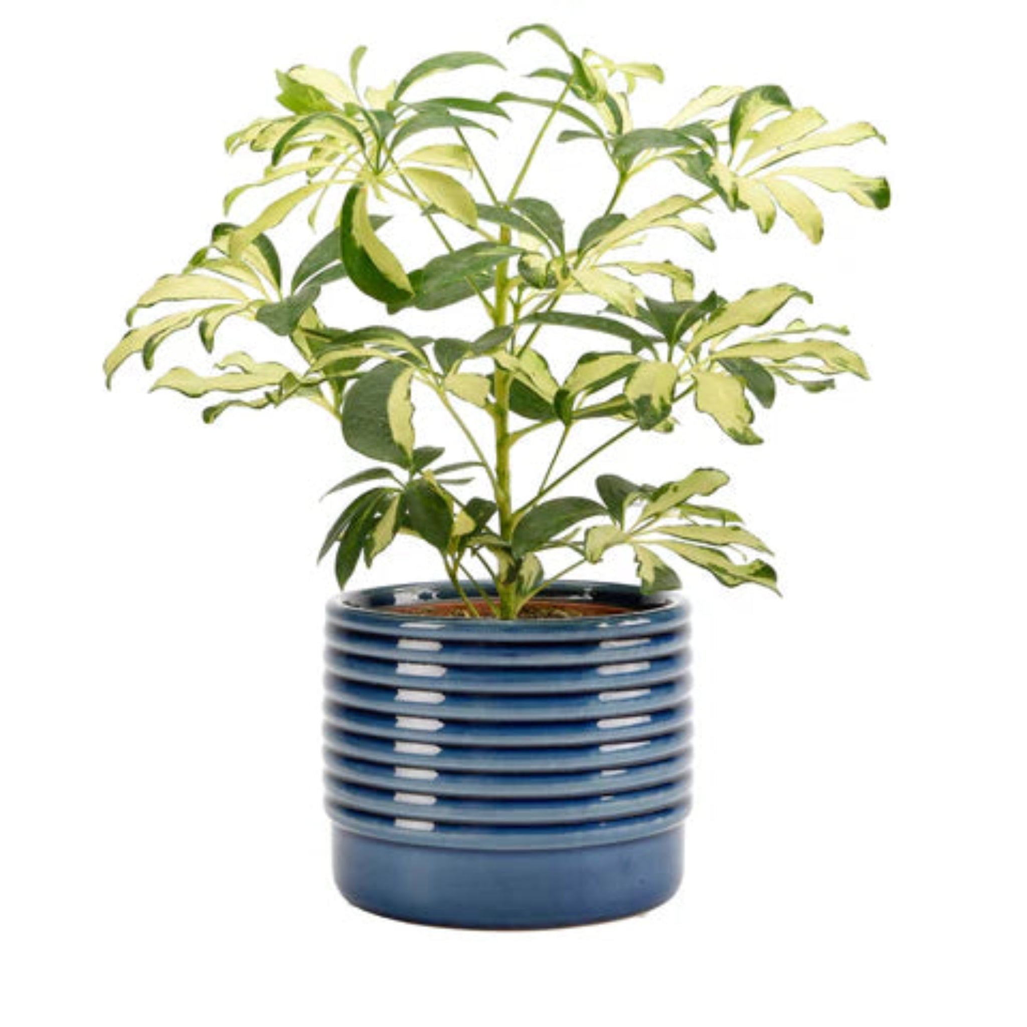 Burgon & Ball Oslo Blue Glazed Pot - Large