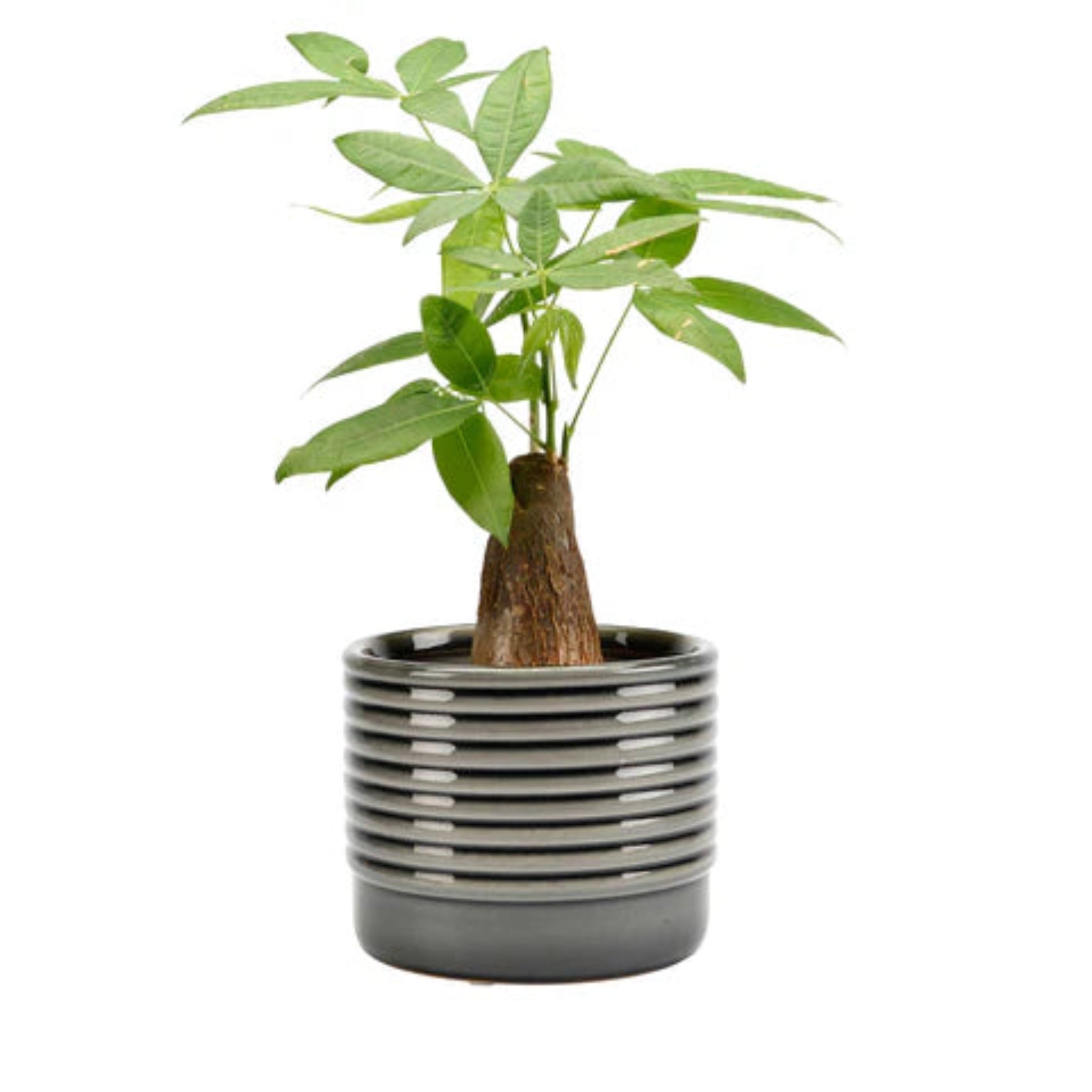 Burgon & Ball Oslo Grey Glazed Pot - Large
