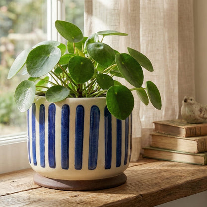 Potted plant with blue stripes on a windowsill with books and a small figurine.