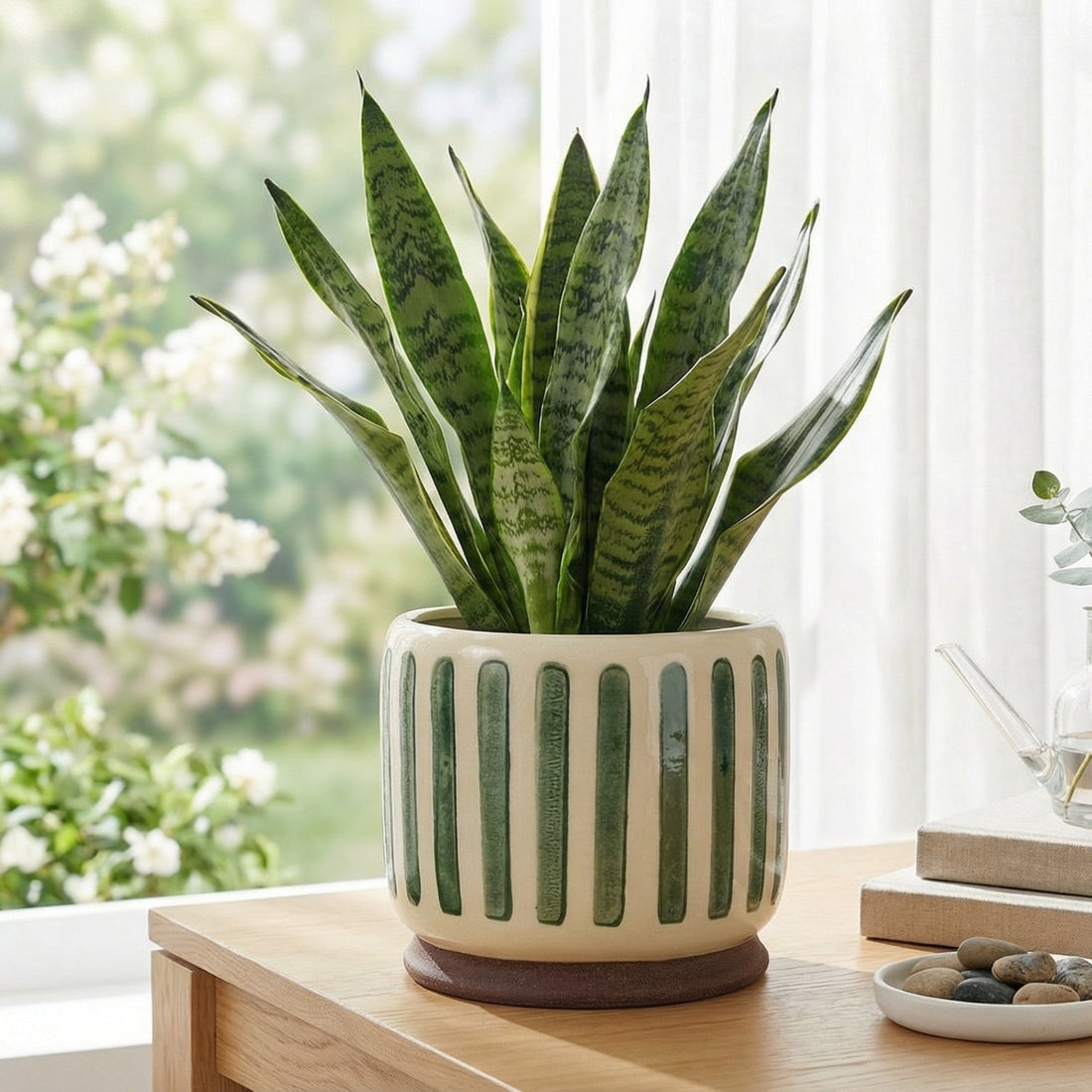 Potted snake plant on a wooden table with a blurred outdoor background
